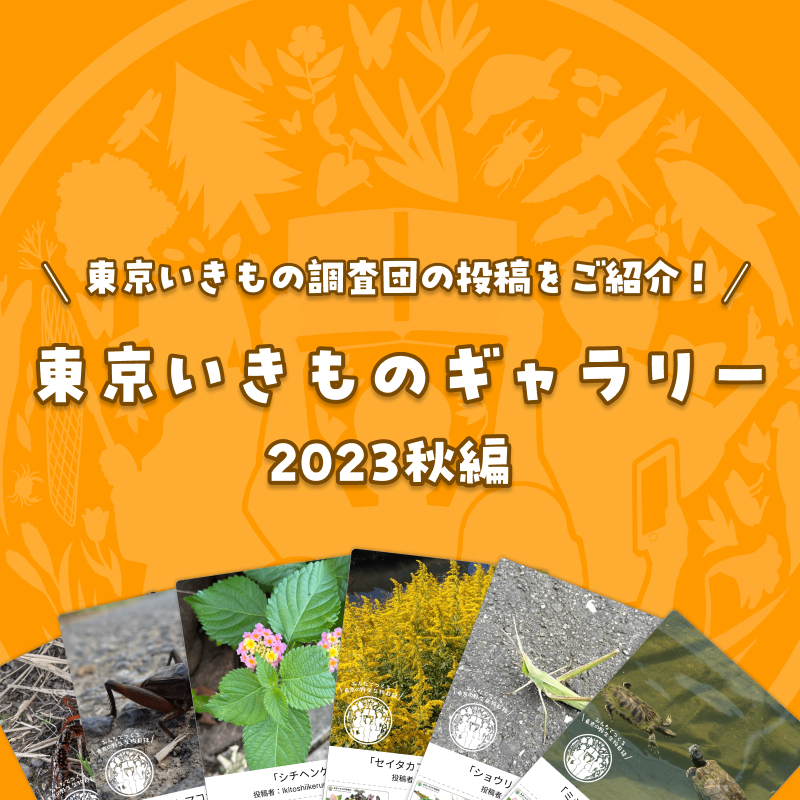 【東京いきものギャラリー 2023秋編】東京いきもの調査団の投稿をセレクトしてご紹介！