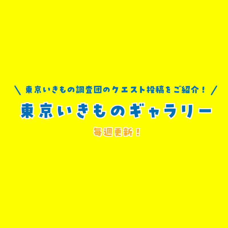【東京いきものギャラリー 2023夏編】東京いきもの調査団の投稿をご紹介！