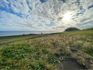 植物標本目録公開の経緯と現状について